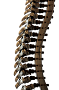 What conditions can lead to spinal cord compression?